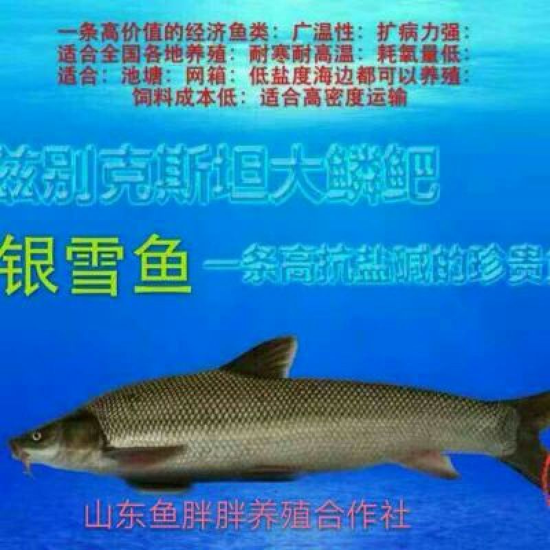 【产地发货】银鳕鱼苗，大鳞鲃鱼苗免费提供技术
