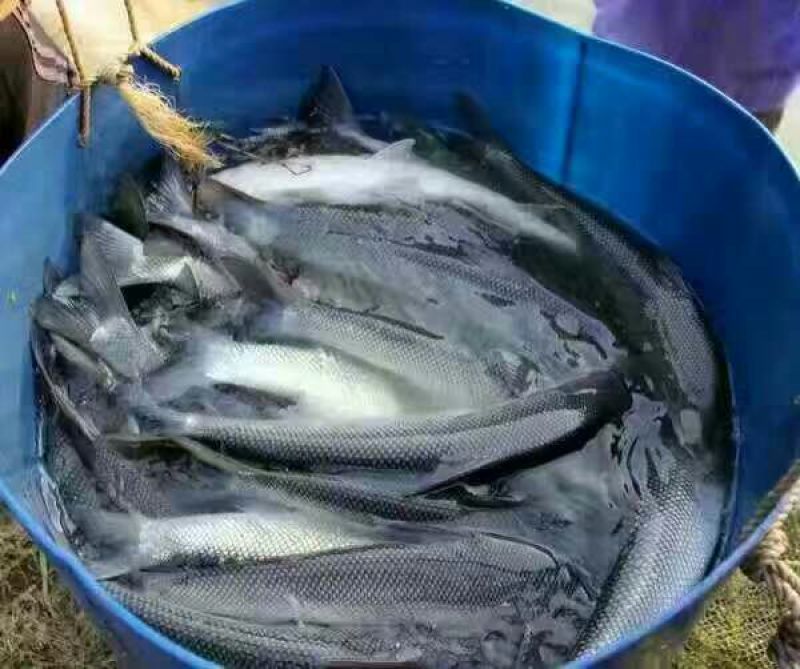 【产地发货】银鳕鱼苗，大鳞鲃鱼苗免费提供技术