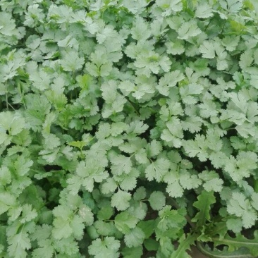 香菜15~20厘米以上