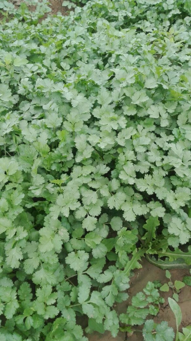 香菜15~20厘米以上
