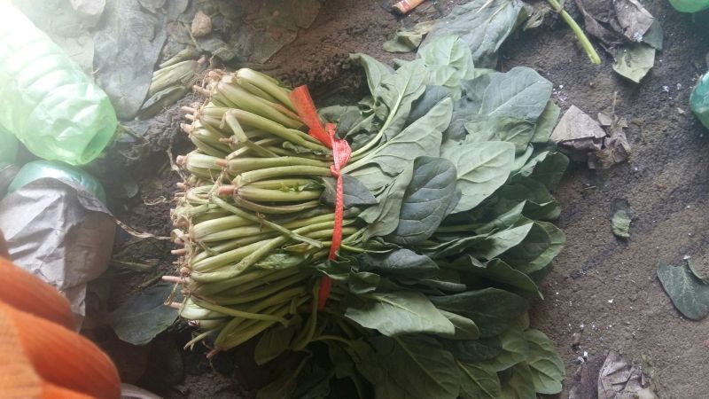 大叶菠菜25~30厘米