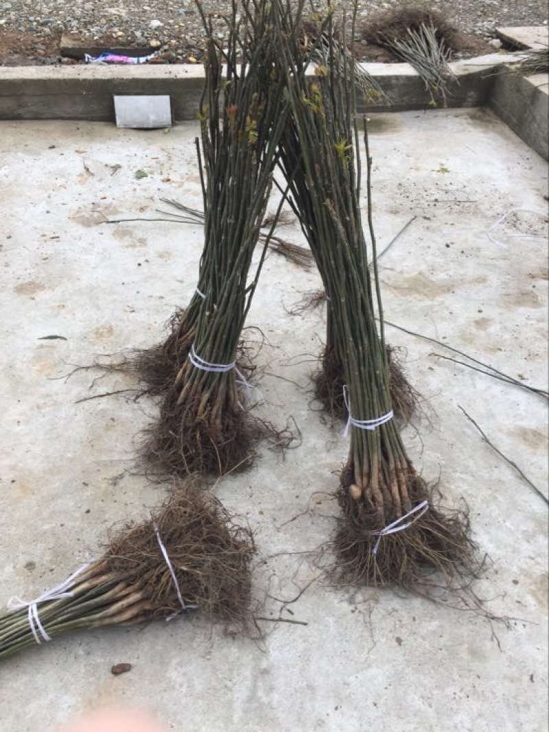 核桃树