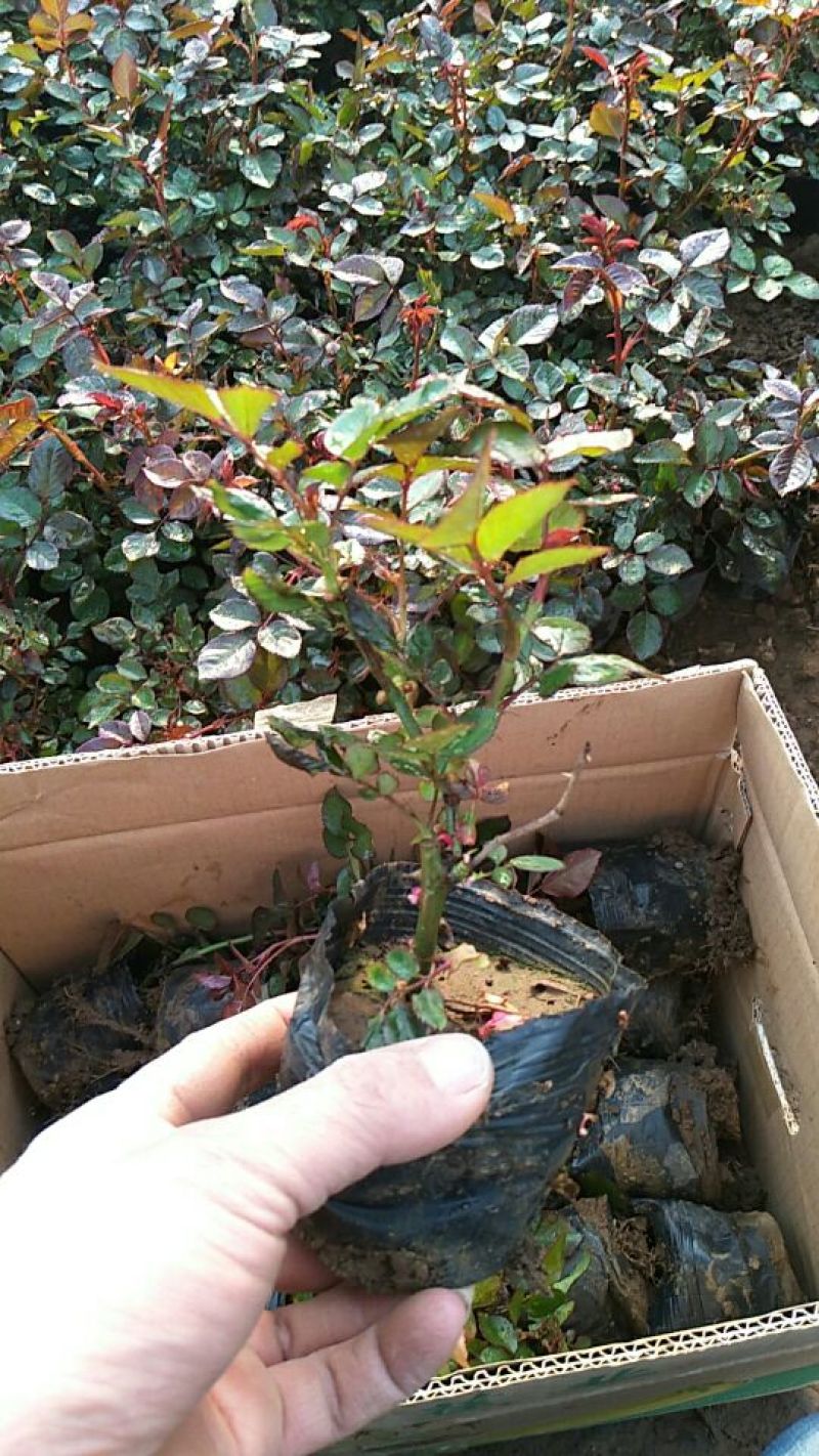 大花香水月季品种月季盆入栽月季月季产地月季基地