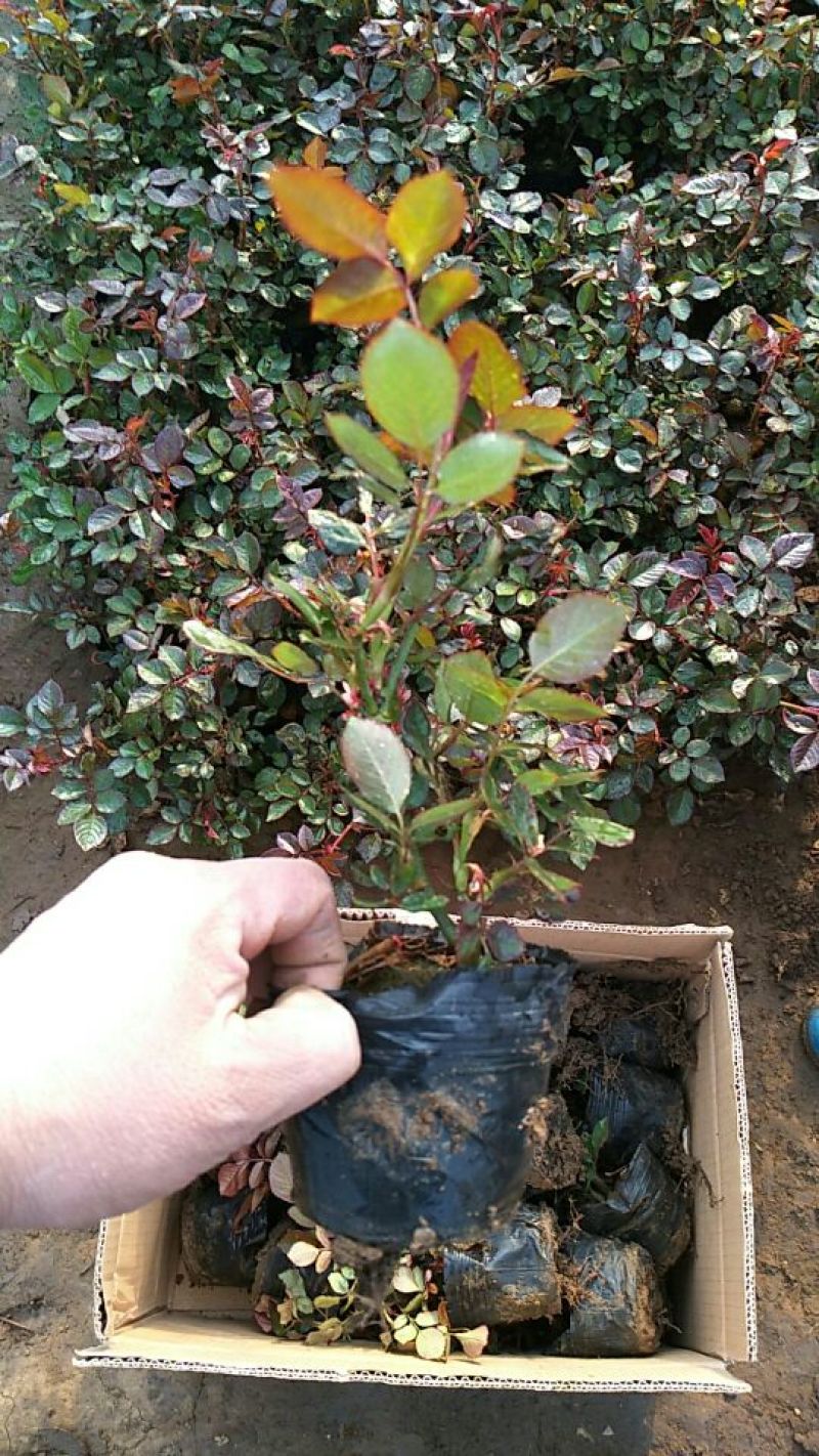 大花香水月季品种月季盆入栽月季月季产地月季基地