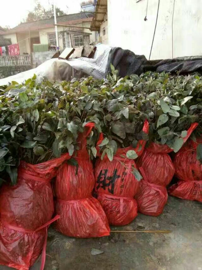 八月瓜苗