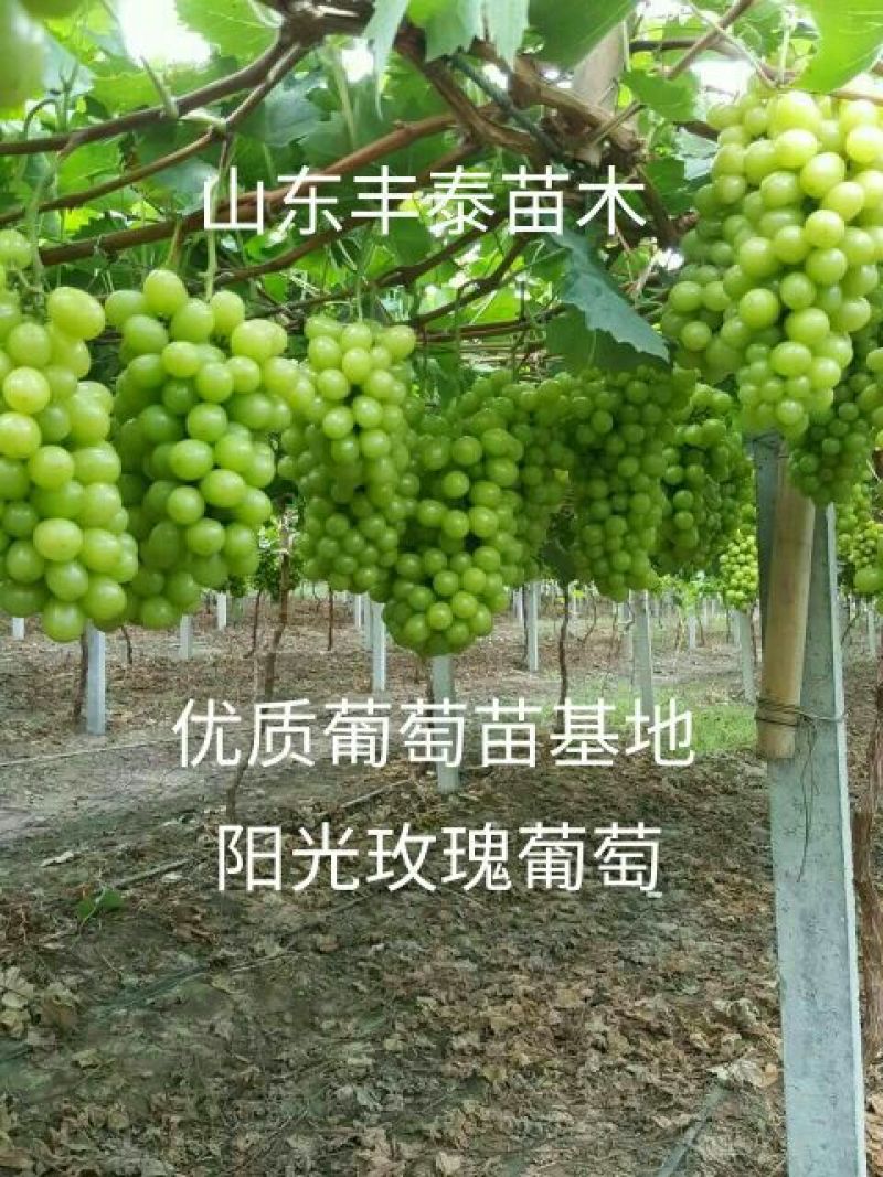 山东阳光玫瑰葡萄苗38年信誉质壮苗纯，品种纯正
