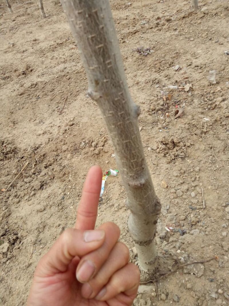 山东优质果苗山楂树4~6cm1.5~2米规格齐全