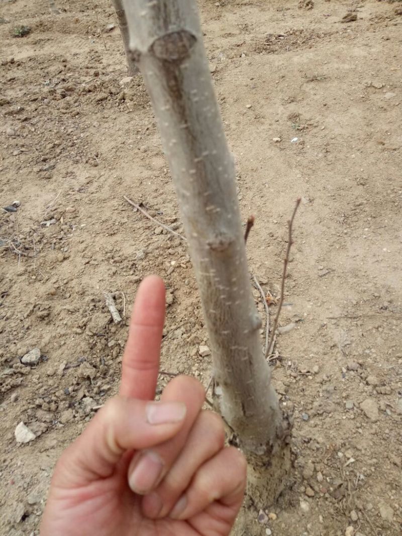 山东优质果苗山楂树4~6cm1.5~2米规格齐全