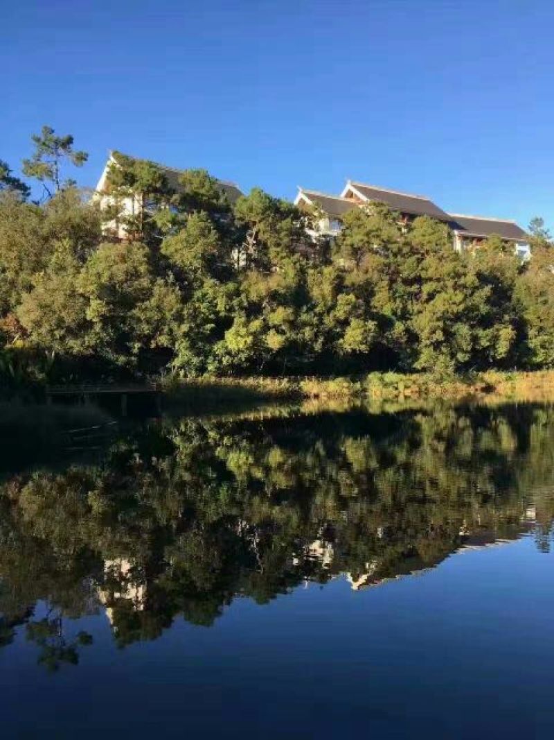 普洱茶