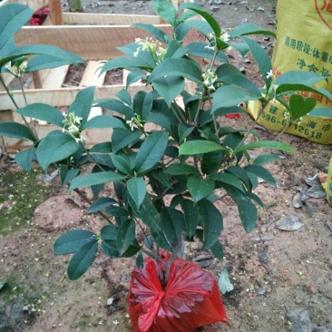 桂花30~50cm