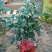 桂花30~50cm