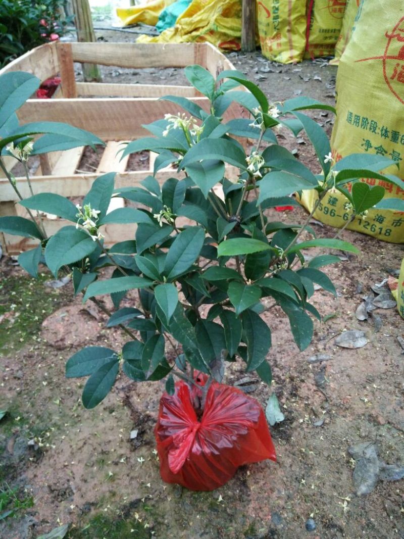 桂花30~50cm