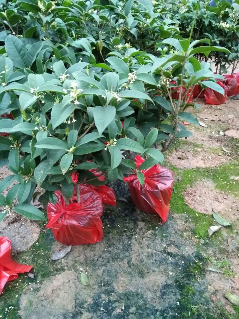 桂花30~50cm