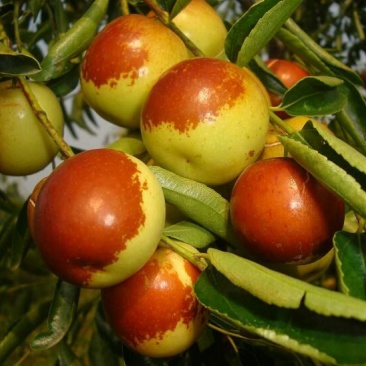 冬枣树8~10cm8~10cm