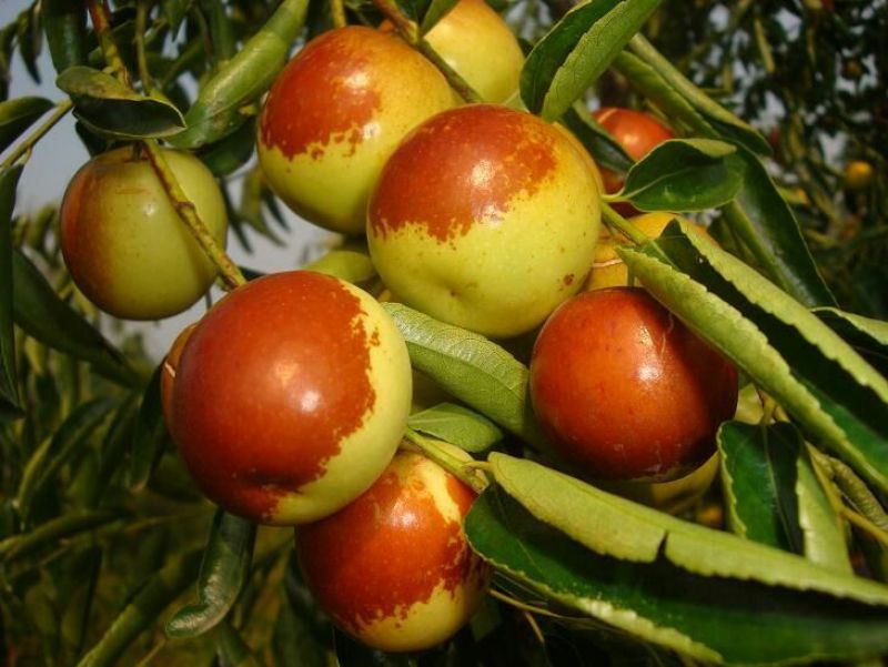 冬枣树8~10cm8~10cm