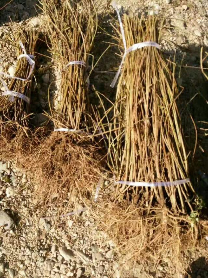 高产连翘苗50~60cm