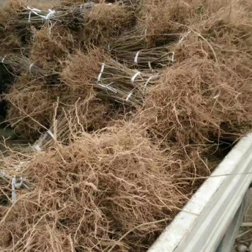 高产连翘苗50~60cm
