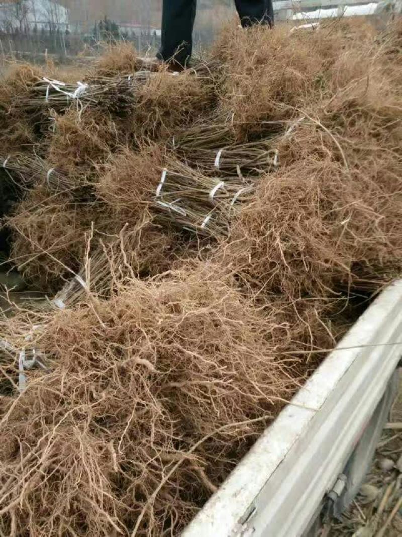 高产连翘苗50~60cm