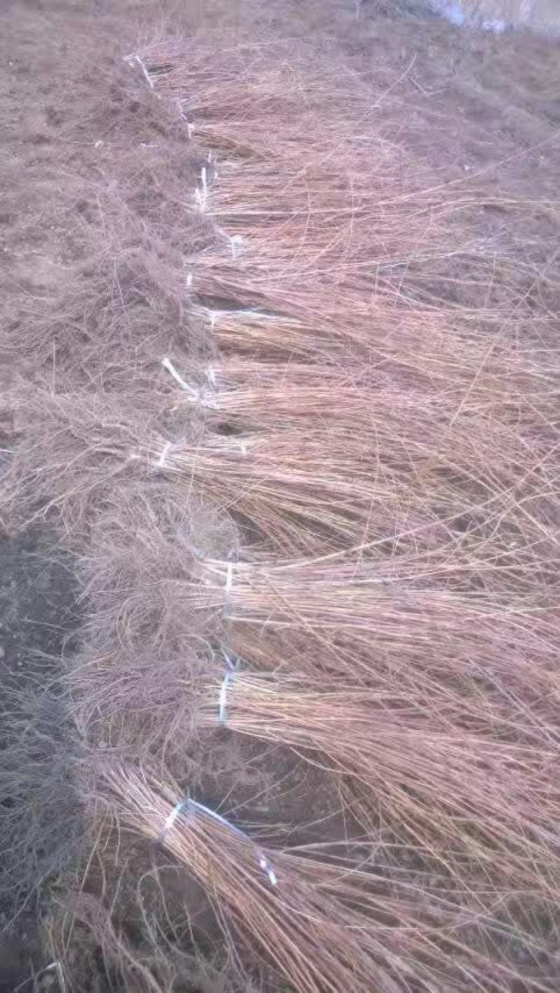 高产连翘苗50~60cm