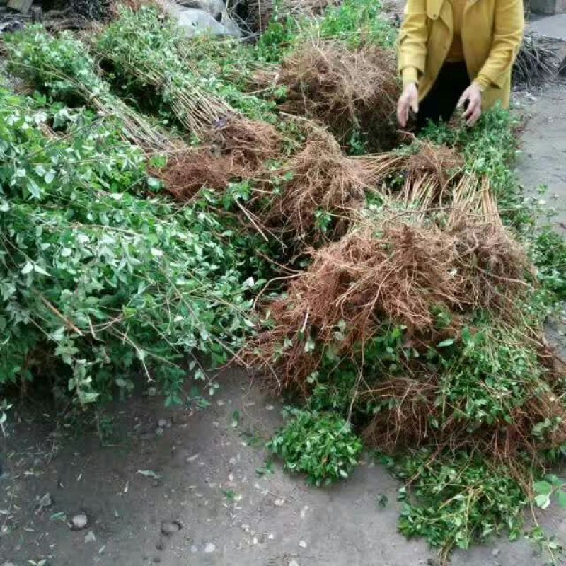 高产连翘苗50~60cm