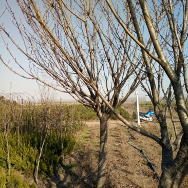 樱花10~12cm