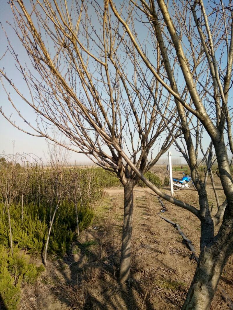 樱花10~12cm