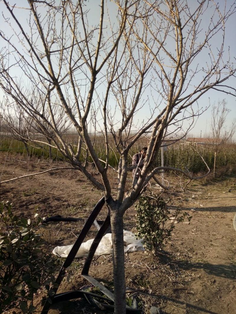樱花10~12cm