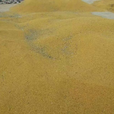 油菜籽1