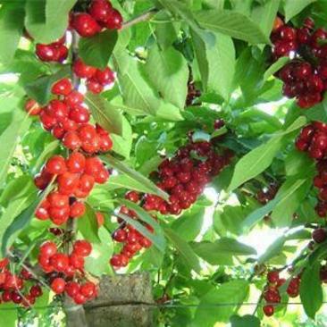 俄罗斯八号美早齐早红灯樱桃树苗品种纯80-1米