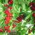俄罗斯八号美早齐早红灯樱桃树苗品种纯80-1米