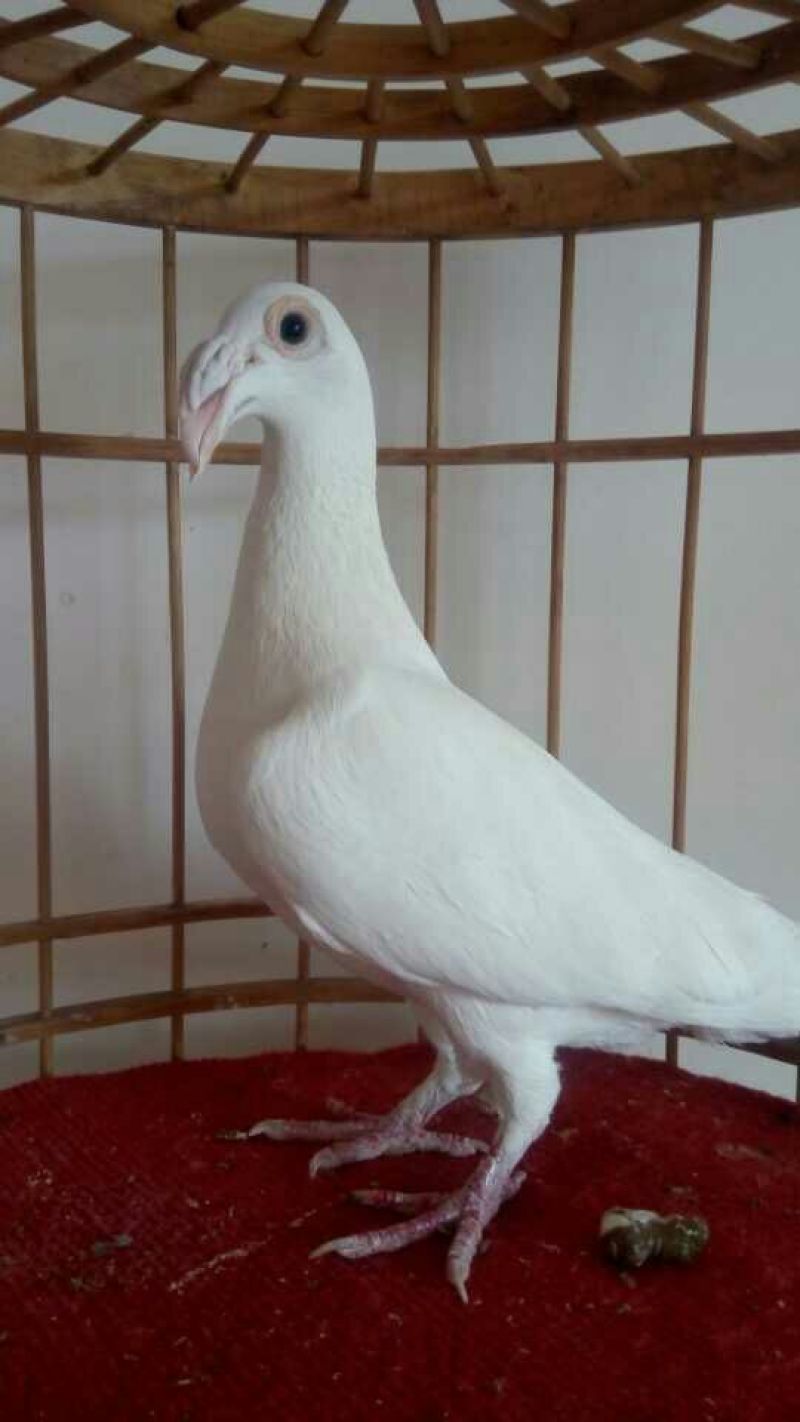 鸽子500~600g