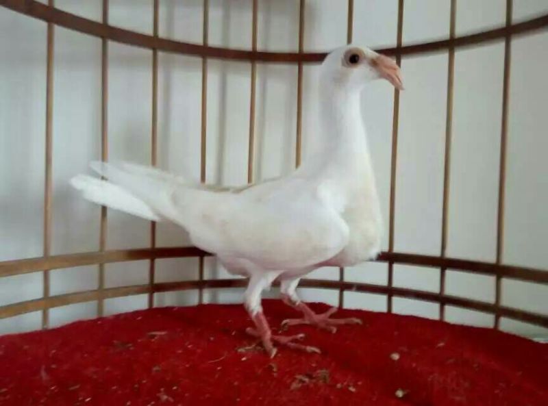 鸽子500~600g