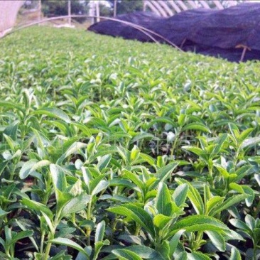 甜叶菊