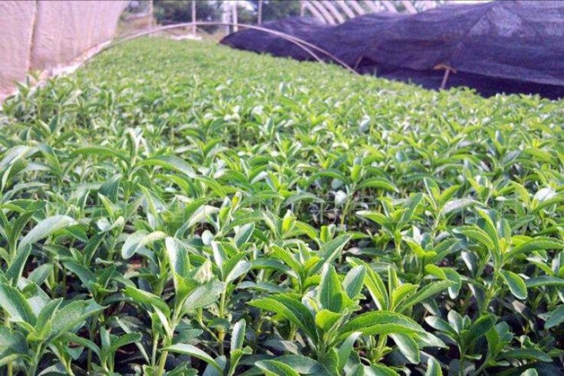 甜叶菊