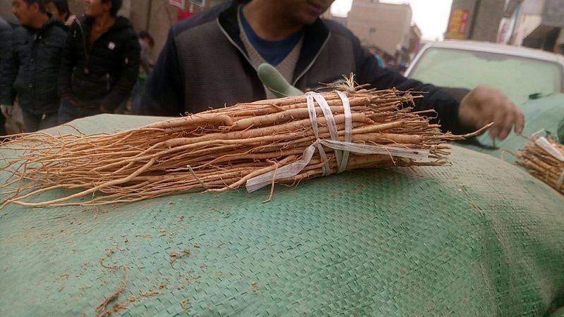 黄芪苗