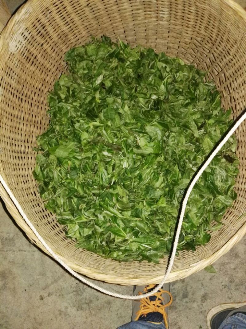 古树普洱茶二级