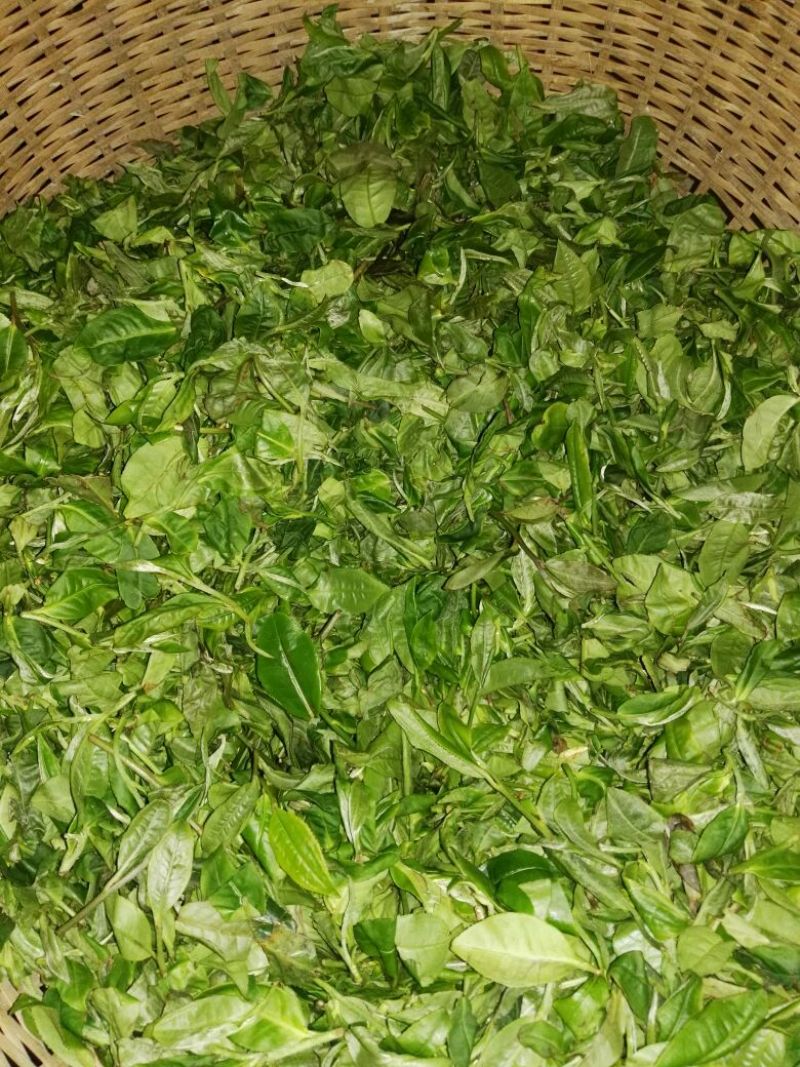 古树普洱茶二级