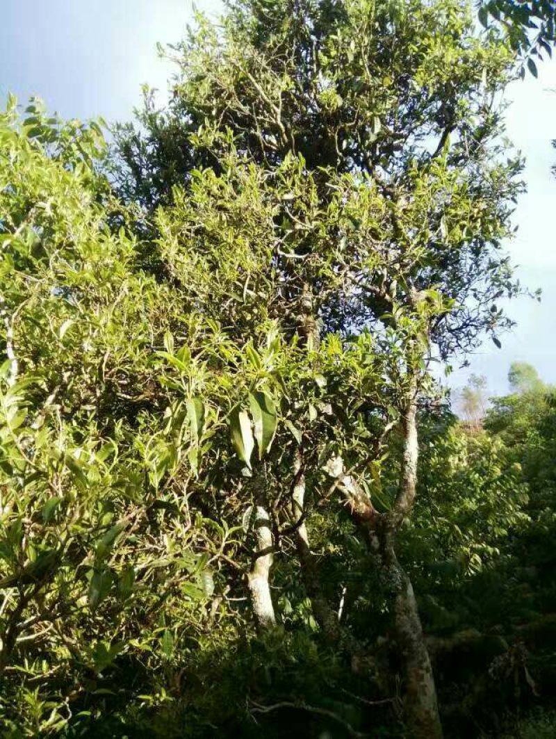 普洱茶