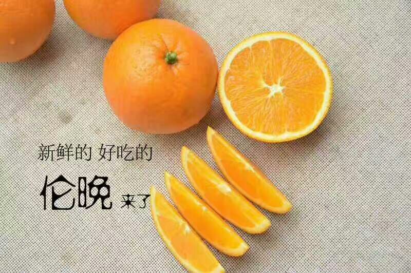 伦晚脐橙60~65mm