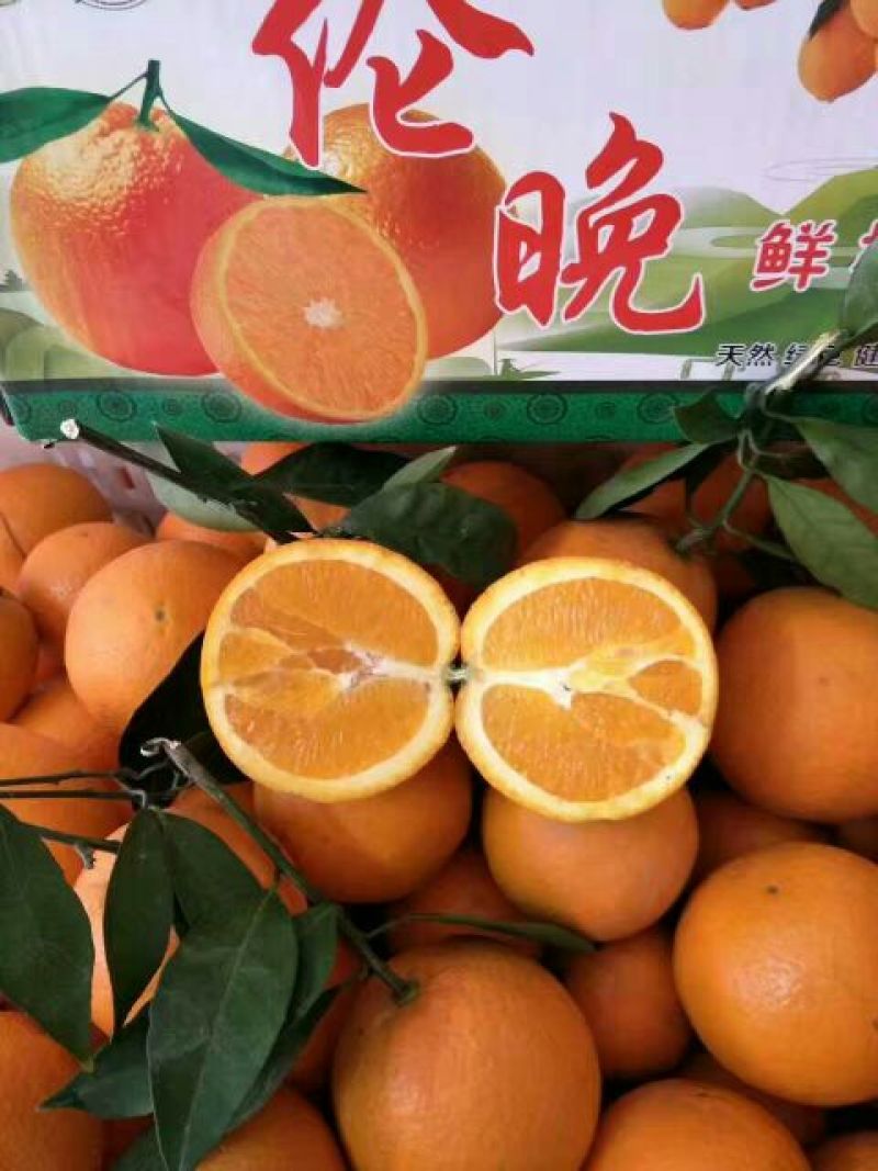 伦晚脐橙60~65mm
