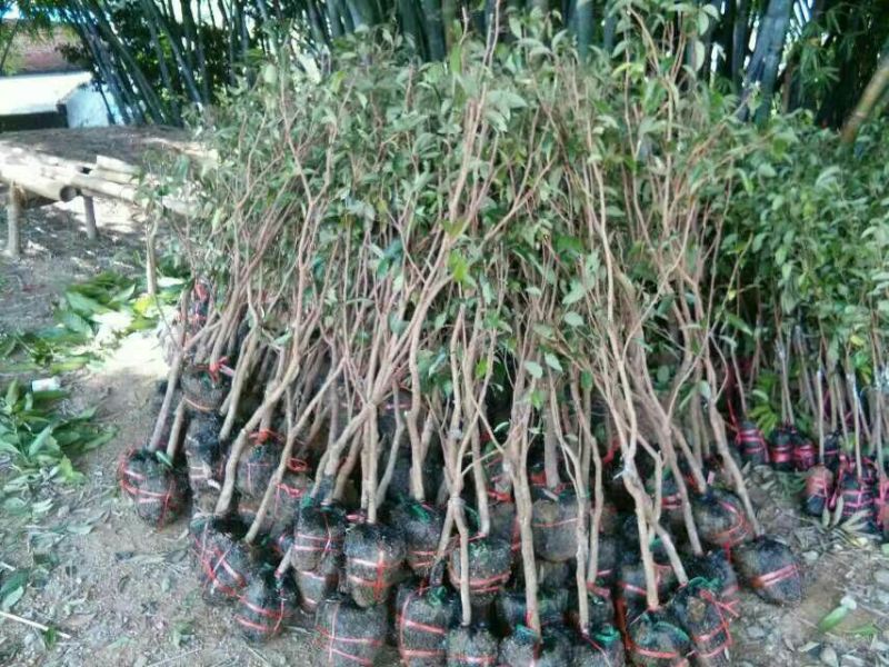 无核荔枝苗30~50cm