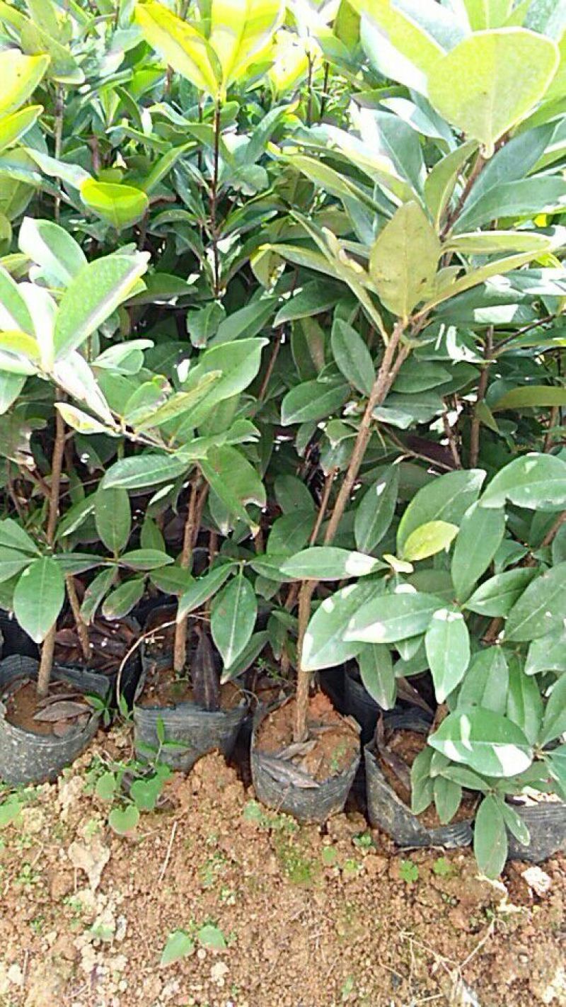 樱桃树苗2年30~50cm