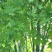 五角枫201~230cm