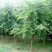 五角枫201~230cm