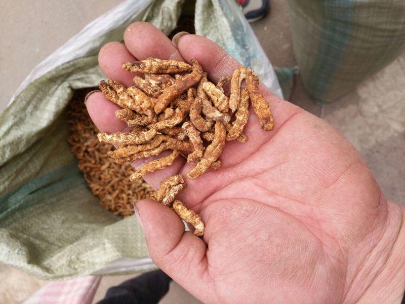 僵蚕广西1公斤起批无硫无添加不包邮只做正品