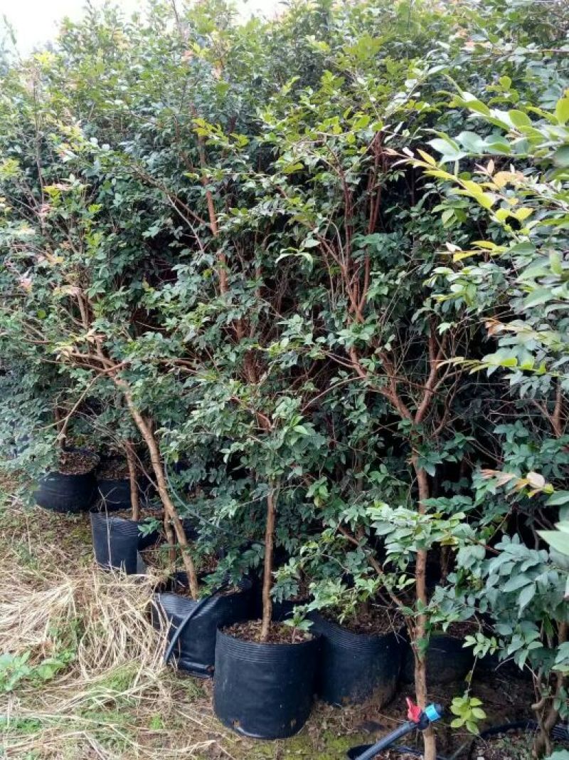 嘉宝果树苗1年