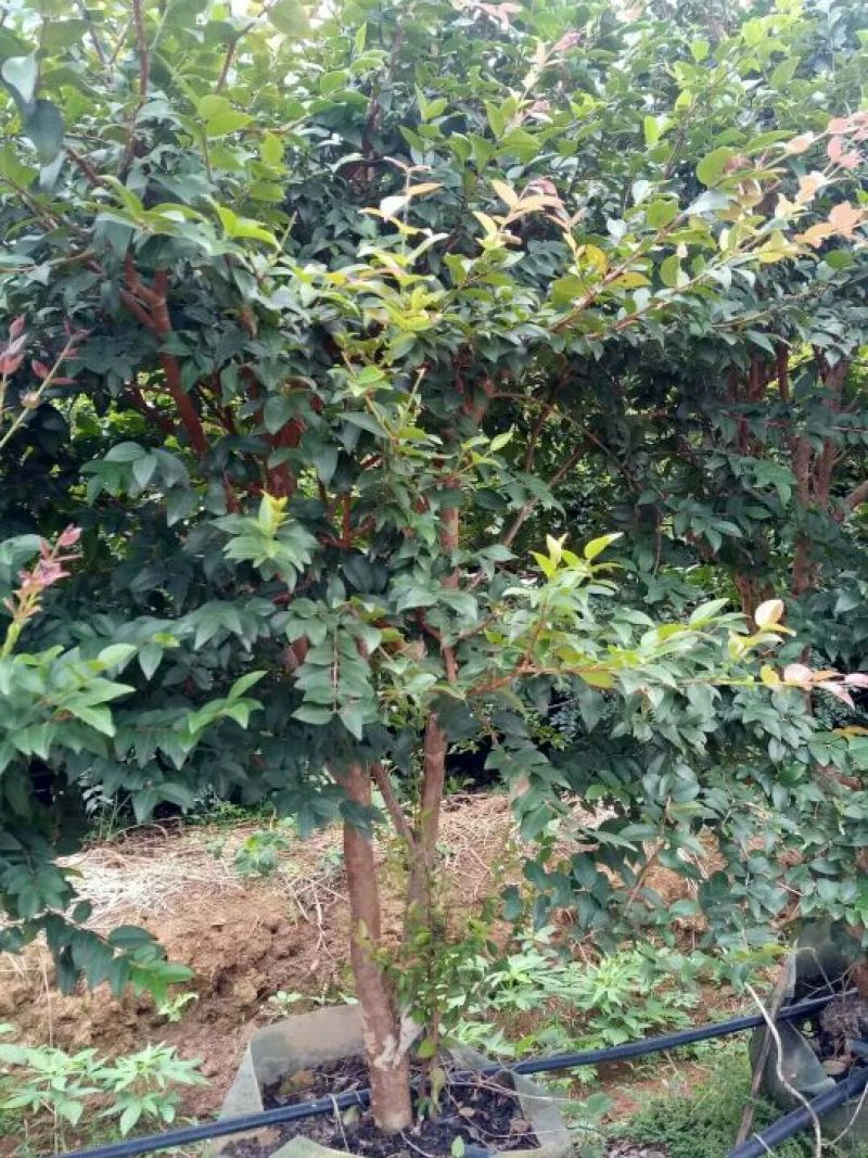 嘉宝果树苗1年
