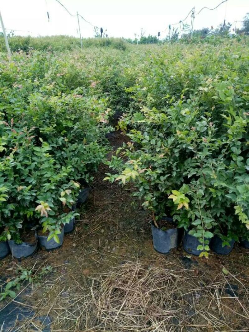 嘉宝果树苗1年