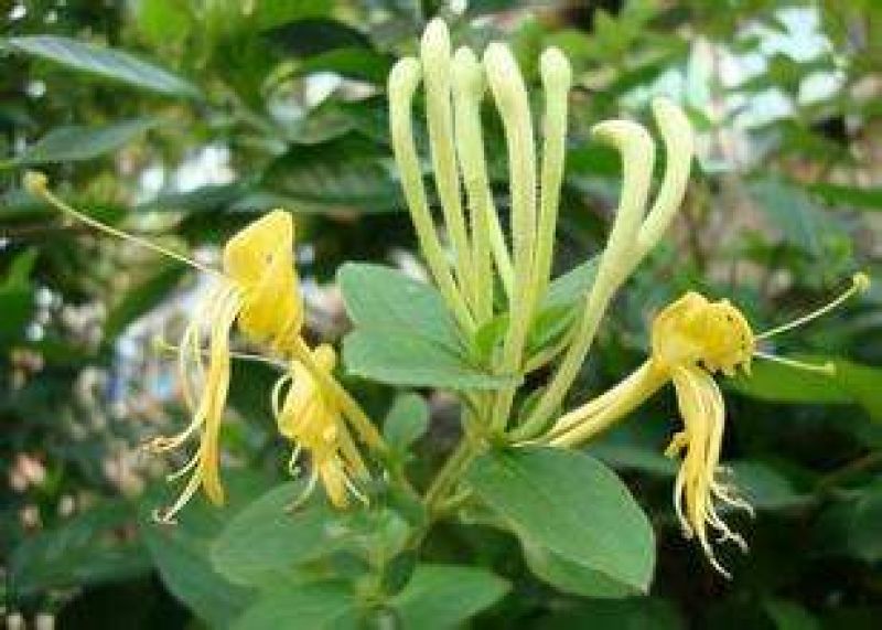 金银花1米以下