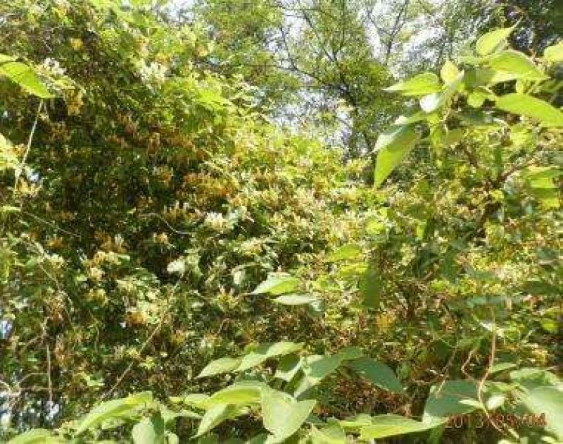 金银花1米以下